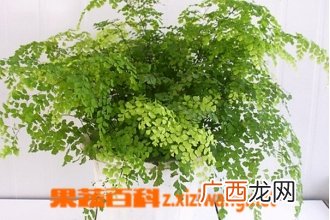 铁线蕨的功效与作用 铁线蕨的药用价值