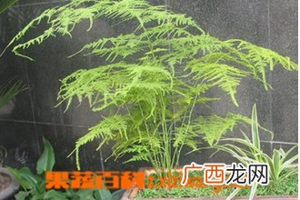 文竹是什么 文竹的功效与作用