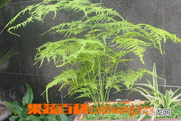 文竹是什么 文竹的功效与作用
