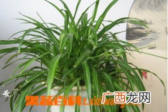 吊兰的养殖方法 养殖吊兰的注意事项