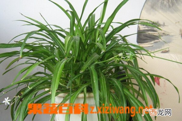 吊兰的养殖方法 养殖吊兰的注意事项