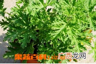驱蚊草的功效与作用 驱蚊草的副作用