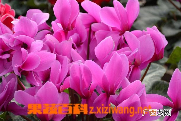 仙客来的功效与作用