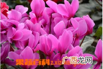 仙客来的功效与作用