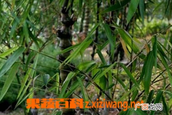 罗汉竹的功效与作用 罗汉竹的药用功效