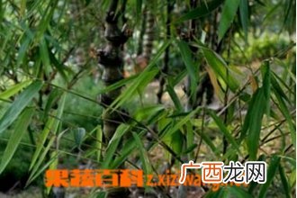 罗汉竹的功效与作用 罗汉竹的药用功效
