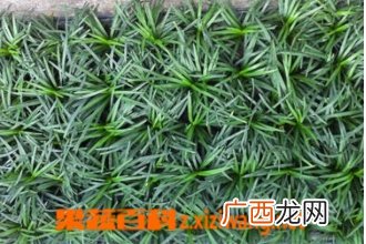 玉龙草的功效与作用 玉龙草的种植条件