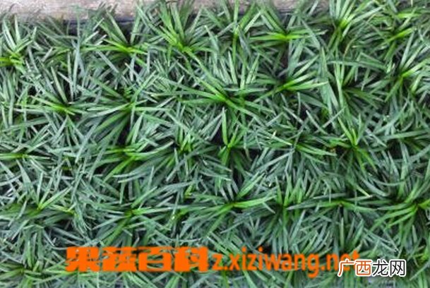 玉龙草的功效与作用 玉龙草的种植条件