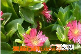 玉树怎么养 玉树的养殖方法