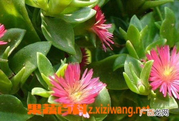 玉树怎么养 玉树的养殖方法