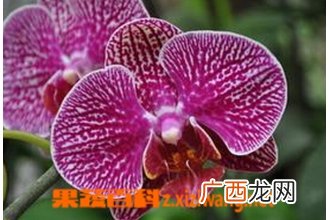 蝴蝶兰的养殖方法 养殖蝴蝶兰的注意事项