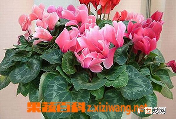 仙客来的叶子发黄怎么办 仙客来叶子发黄的原因