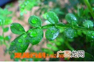 清香木为什么老掉叶 清香木的养殖方法