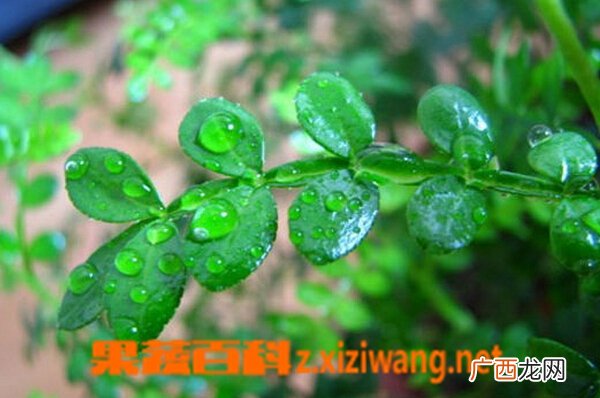 清香木为什么老掉叶 清香木的养殖方法