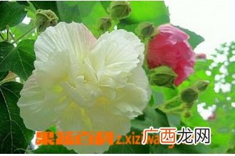 芙蓉花的功效与作用 芙蓉花的药用价值