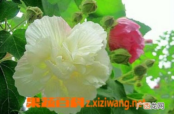 芙蓉花的功效与作用 芙蓉花的药用价值
