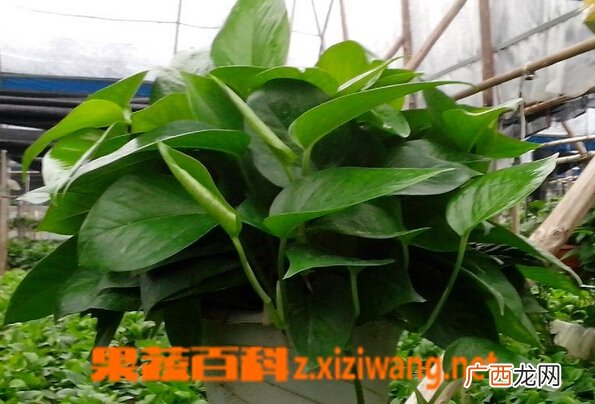 绿萝有毒吗 绿萝能在卧室养吗