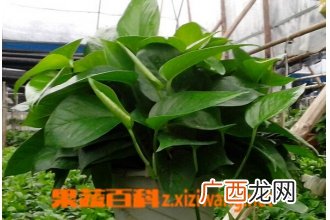 绿萝有毒吗 绿萝能在卧室养吗