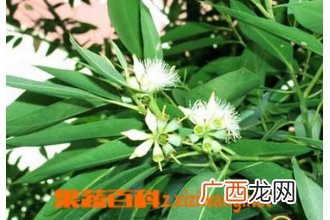 桉树叶的功效与作用