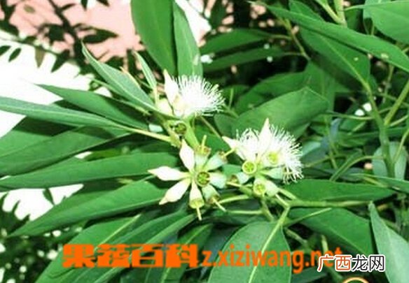 桉树叶的功效与作用