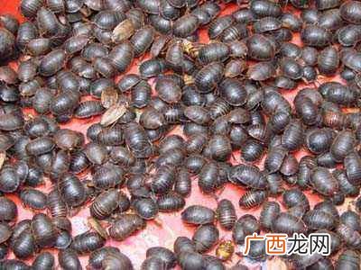 金土元和土元有什么区别 金土元是什么样的