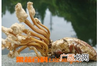 金蝉花怎么吃好 金蝉花的吃法大全