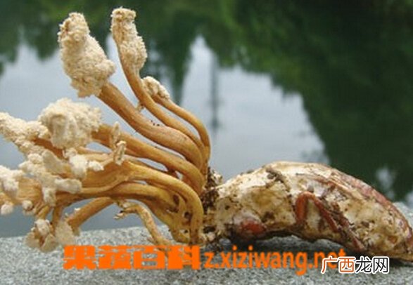 金蝉花怎么吃好 金蝉花的吃法大全