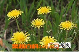 婆婆丁的功效与作用 婆婆丁的药用价值
