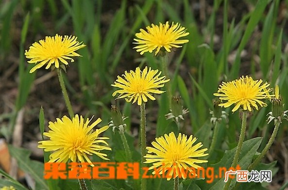 婆婆丁的功效与作用 婆婆丁的药用价值