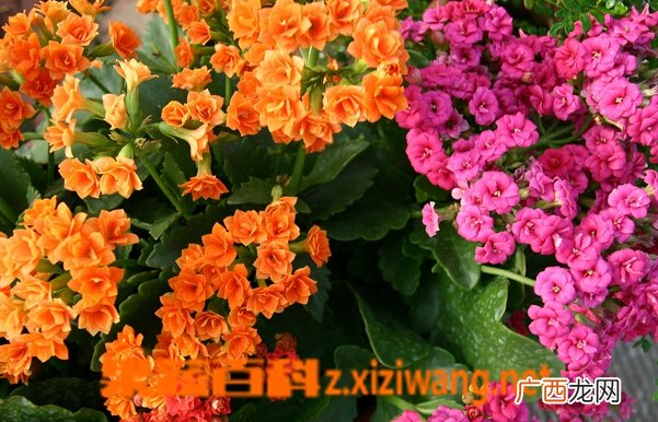 长寿花图片 长寿花的养殖方法