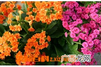 长寿花图片 长寿花的养殖方法