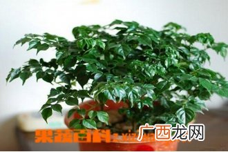 幸福树图片 幸福树的养殖方法技巧