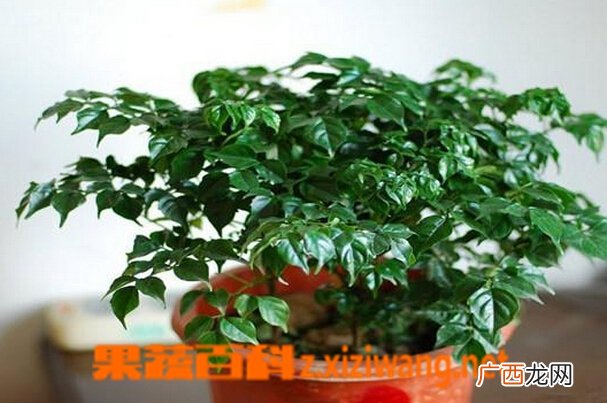 幸福树图片 幸福树的养殖方法技巧