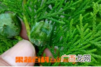 花卉侧柏的功效与作用
