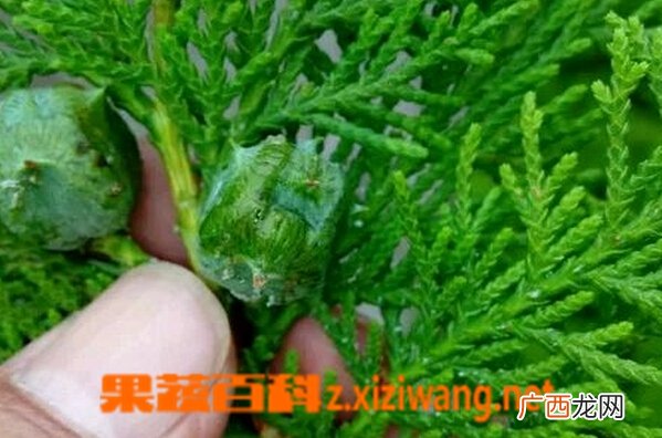 花卉侧柏的功效与作用