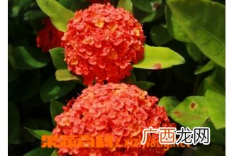 龙船花的养殖方法 养殖龙船花的注意事项