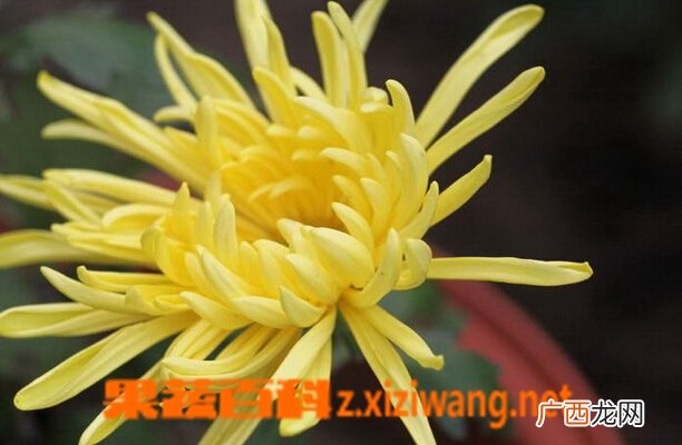 黄菊花的功效与作用 黄菊花的药用价值