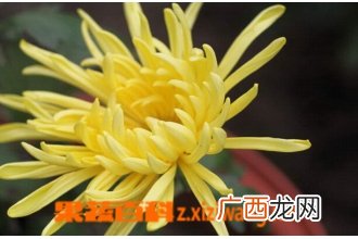 黄菊花的功效与作用 黄菊花的药用价值