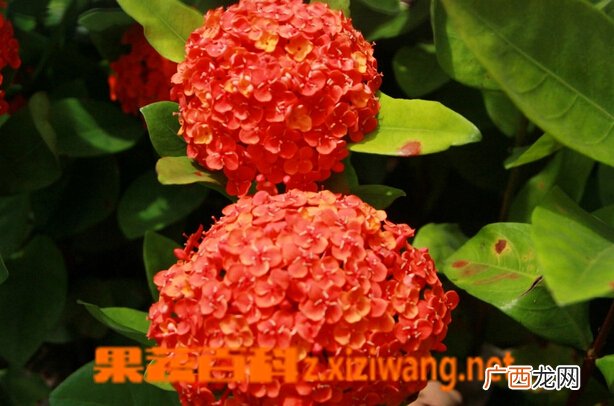 龙船花的养殖方法与注意事项