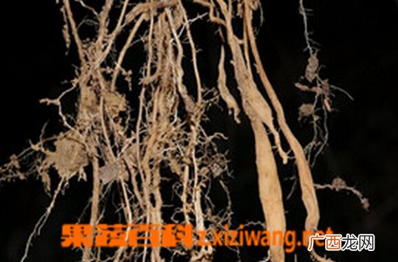 栀子花根的功效与作用