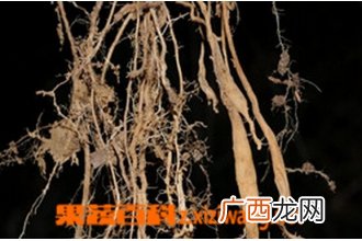 栀子花根的功效与作用