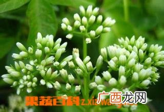 洋甘菊如何养殖 洋甘菊养殖方法介绍