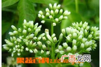 洋甘菊如何养殖 洋甘菊养殖方法介绍
