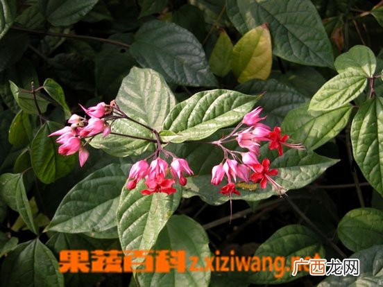 红花龙吐珠图片 红花龙吐珠养殖方法