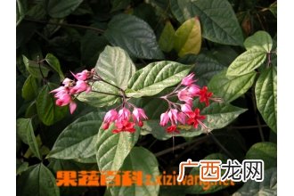 红花龙吐珠图片 红花龙吐珠养殖方法