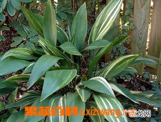 一叶兰的养殖方法与注意事项