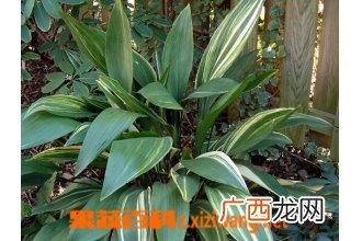 一叶兰的养殖方法与注意事项