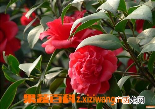 茶花的养殖方法与修剪方法