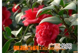 茶花的养殖方法与修剪方法