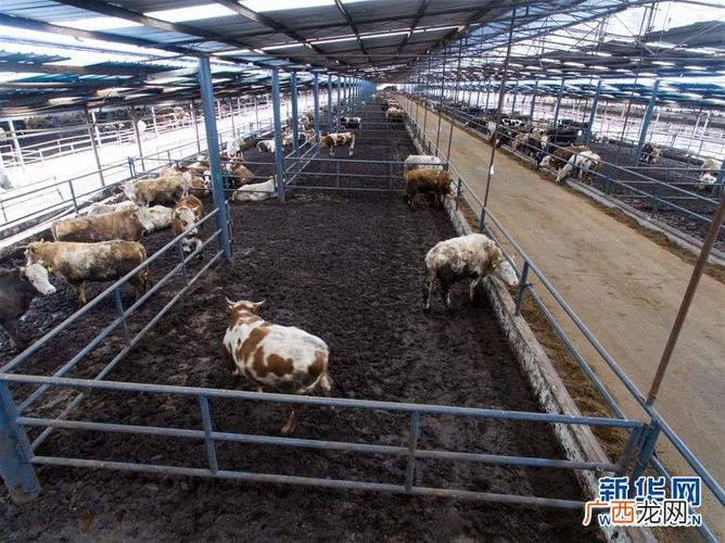 养殖肉牛20头投资多少 安徽黄牛养殖基地